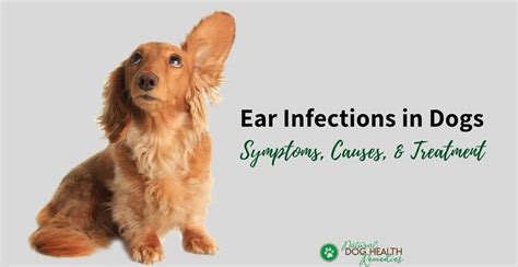 Outer Ear Infection In Dogs Symptoms Causes And Treatment