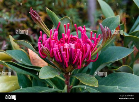 Close Up Of Bright Red Waratah Flower In Bloom Australian Native Bush