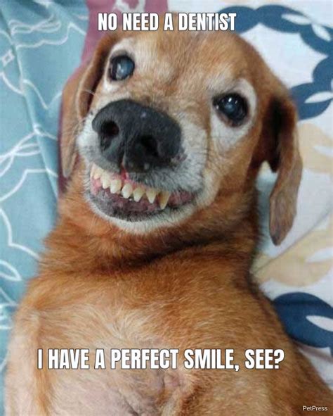 Funny Animal Smiles Memes Images And Photos Finder