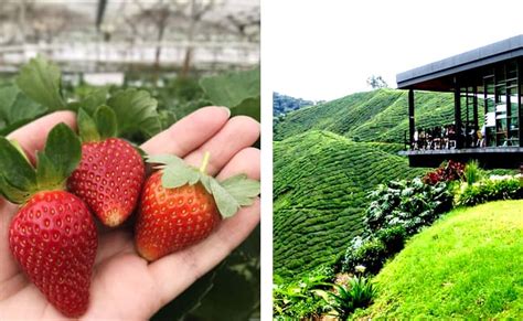 Tempat Menarik di Cameron Highland, 17 Aktiviti Best 2023