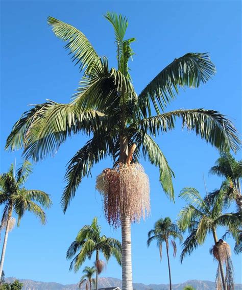 king palm santa barbara beautiful