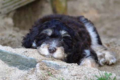 Do Aussiedoodles Shed Aussiedoodle Shedding Guide