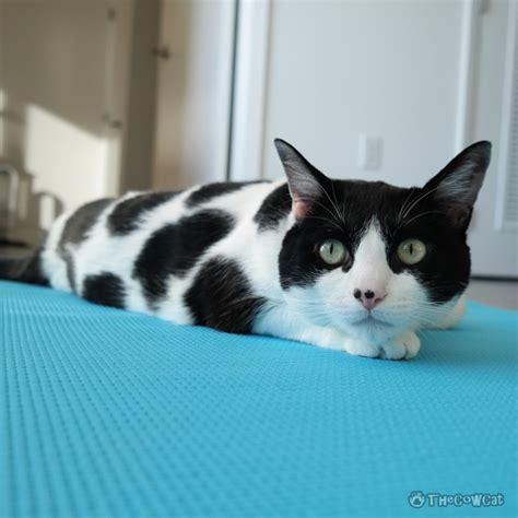 What Is My Breed The Cow Cat