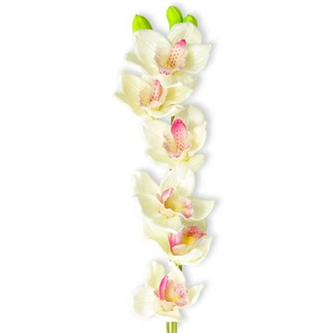 Artificial Cymbidium Orchid Puttyroot Cream