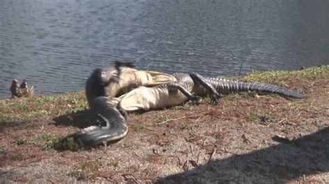Watch Vicious Alligator Fight Caught On Camera National Globalnewsca