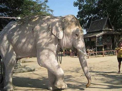 White Elephant Thailand Asian Elephant Elephant Love White Elephant