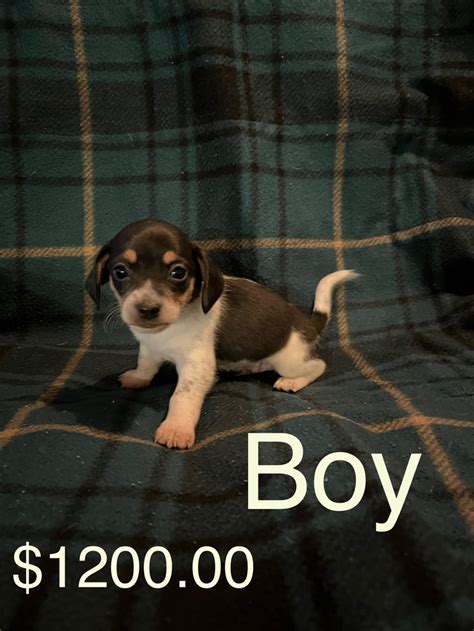 Chiweenies Dogs And Puppies For Rehoming Swift Current Kijiji