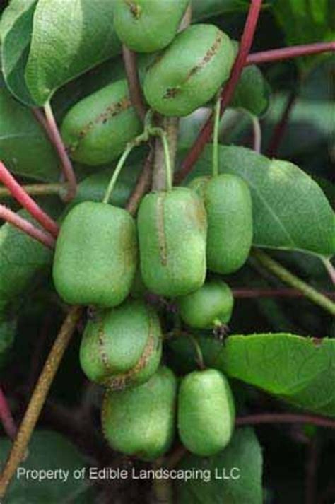 We did not find results for: List of Uncommon Cold Hardy Fruit Trees (Gardening Zones 3 ...