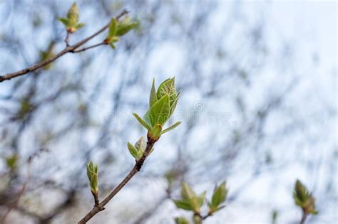 Buds Of Trees In A Spring Young Leaves Beautiful Nature Background