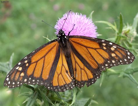 Monarch Butterfly This Is A Male Monarch Butterfly See Bl Flickr