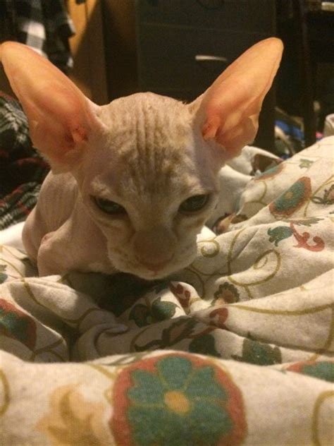 Cat Scam Shaved Kittens Sold On Kijiji In Alberta As Hairless Sphynx
