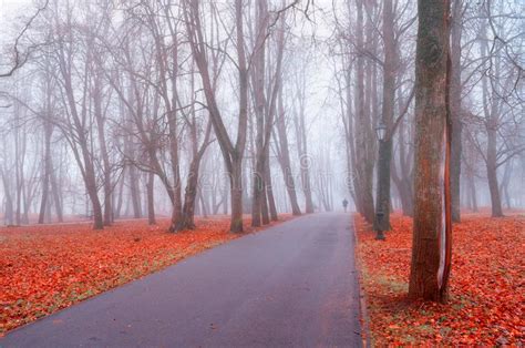 Autumn Foggy Landscape Autumn Park Alley With Bare Trees And Dry