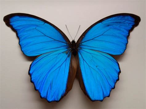 Fotos De La Mariposa Morpho Azul Morpho Butterfly Butterfly Drawing