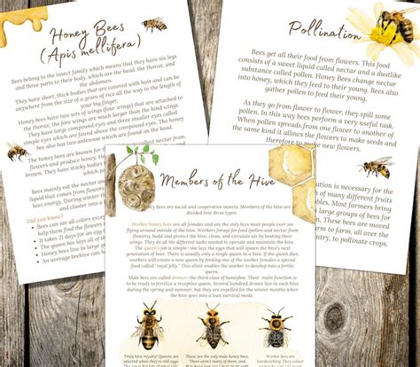 Honey Bees And Beekeeping Study Unit Life Cycle Anatomy Etsy