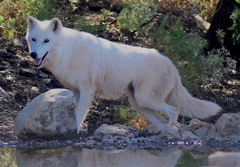 Arctic Wolf Facts Behavior Habitats And Appearance