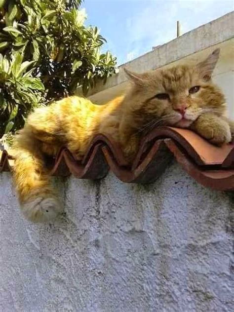 Profitez de millions d'applications android récentes, de jeux, de titres musicaux, de films, de séries, de livres, de magazines, et plus encore. Funny Cats Photos For Whatsapp Share Collection - Whatsapp ...