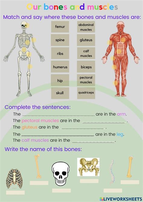 Bones And Muscles Worksheet For Segundo De Primaria Live Worksheets