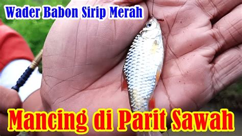 SPOT BARU Umpan Ikan Wader Babon Sirip Merah Di Parit Sawah YouTube