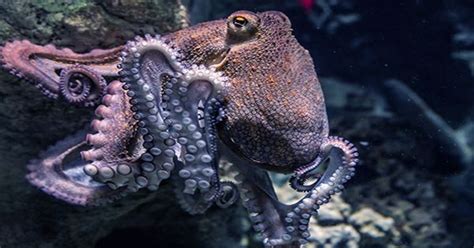 High Speed Cameras Reveal Octopus Hunting Methods Such As Parachuting