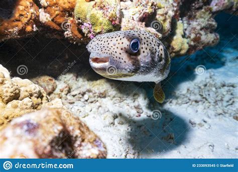 Puffed Up Blowfish Swimming Underwater In The Ocean Stock Photo
