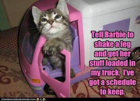Tell Barbie To Move It Funny Cat Memes Silly Cats Cats