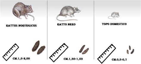 Differenze Tra Ratti E Topi Scopri Come Riconoscerli Insectum