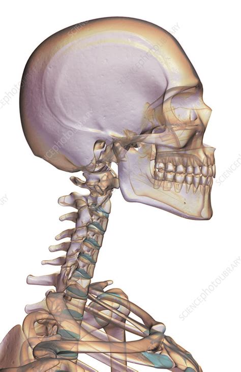 The Bones Of The Head Neck And Face Stock Image F0016749