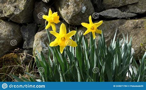 Lovely Bunch Of Beautiful Yellow Daffodils Growing In Walled Stock