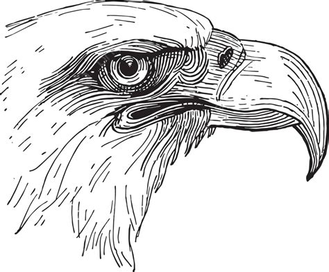 Bald Eagle Headvintage Illustration Head Engraving Line Vector Head