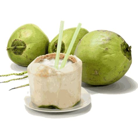 Es Kelapa Muda Gelas Png Coconut Vector Food Clipart Coconut