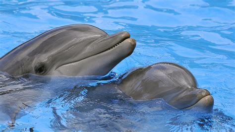 Why Are Dolphins Smarter Than Most Other Mammals