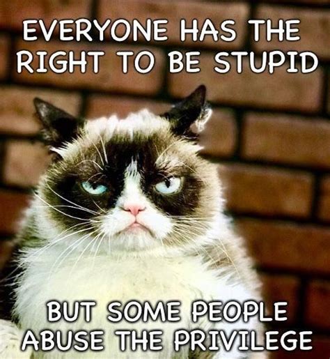 Grumpy Cat Says Everyone Has The Right To Be Stupid. But ...