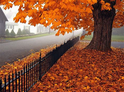 Free Download Hd Wallpaper Orange Leafed Tree Autumn Leaves Trees