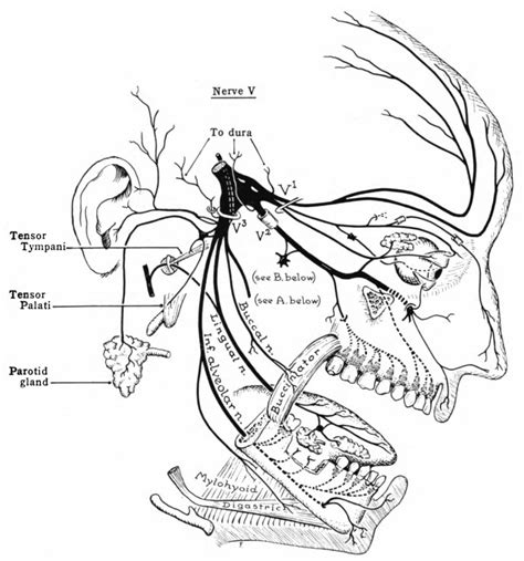 The Trigeminal Nerve Cn V Cranial Nerves Geeky Medics