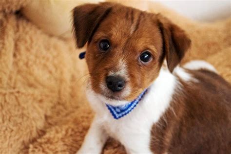 Mutt Dog Breed Information Pictures Characteristics And Facts Dogtime