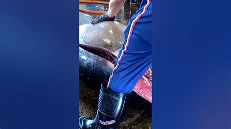 Amazing Giant Bluefin Tuna Cutting And Filleting Skill Youtube