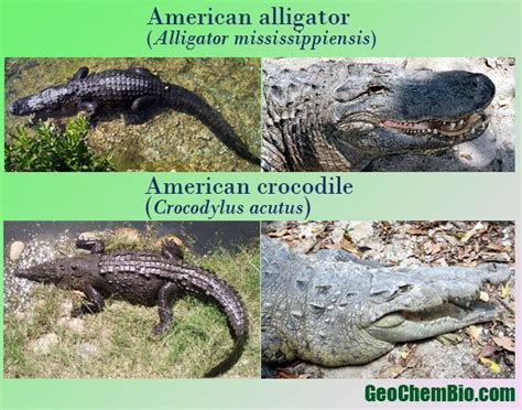 Crocgator Differences Crocodile Species Crocodiles Alligator