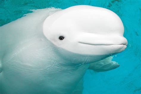 Beluga Whale That Inspired Baby Beluga Song Dies Beluga Whale