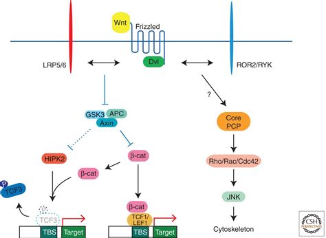 Wnt Signaling In Vertebrate Axis Specification