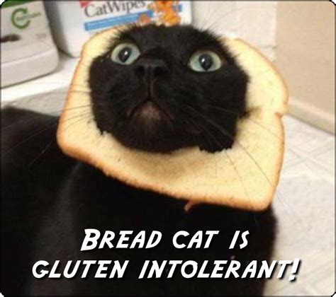 Sensitive Bread Cat Meme Anonamos3021 Cute Cats Funny Cats