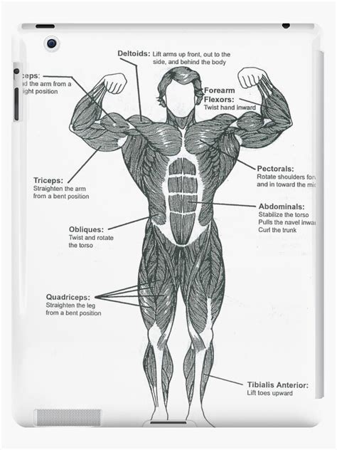Diagram Blank Muscle Diagram For Kids Mydiagram Onlin