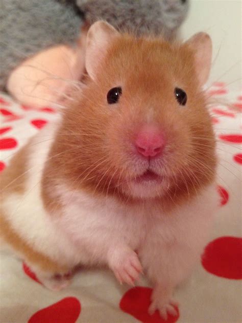 Pin On Hamster