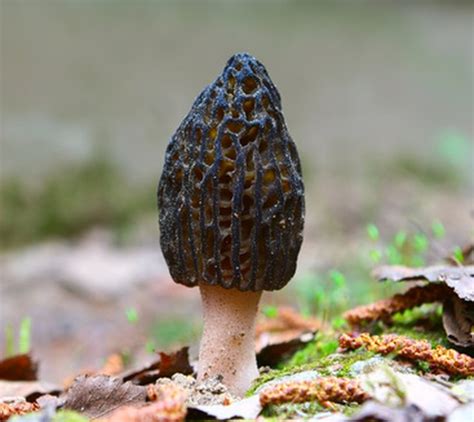 The Best Places To Find Morel Mushrooms Growing In West Virginia Hunker