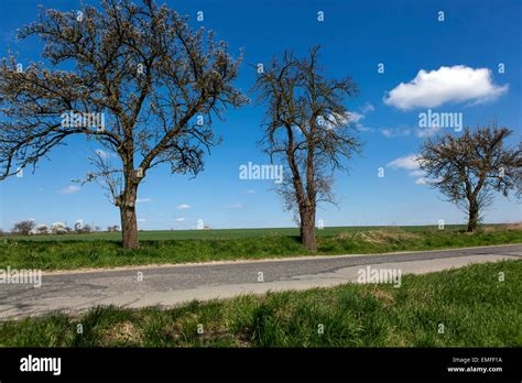 Roadside Trees By The Road Spring Landscape Stock Photo Alamy