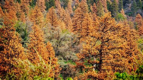 Video Dying Pine Trees Being Felled In Sierra Youtube