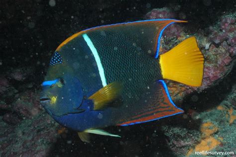 Holacanthus Passer King Angelfish Reef Life Survey