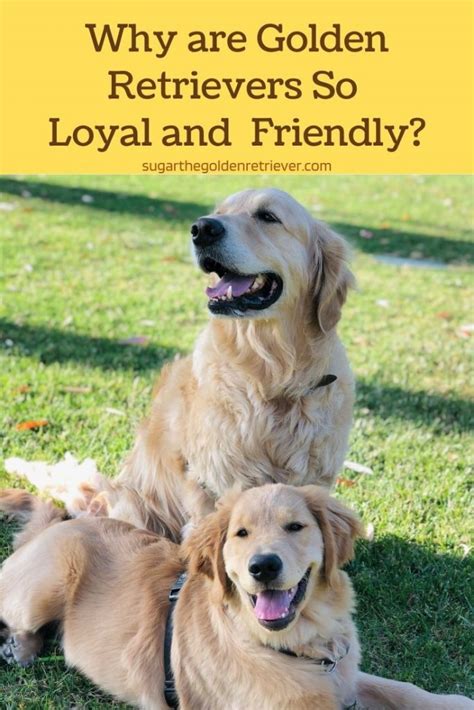Why Are Golden Retrievers So Loyal And Friendly Golden Woofs