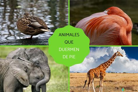 Animales Que Duermen De Pie Y Por Qué Con Fotos Y VÍdeo