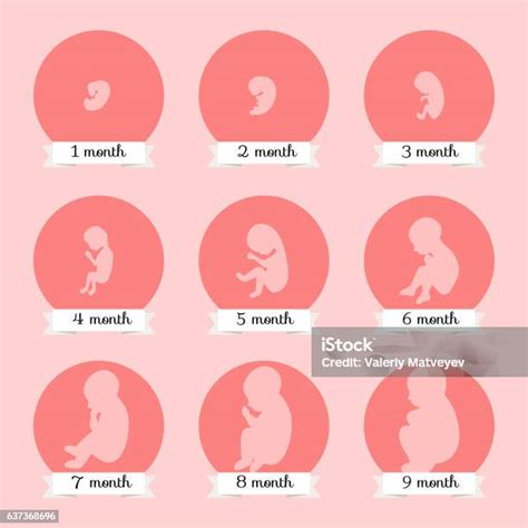 Ilustración De Desarrollo Embrionario Etapas Del Crecimiento Del Feto
