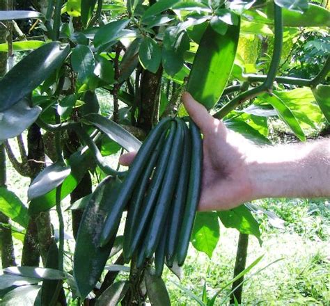 We did not find results for: Growing Vanilla: How to Plant, Grow, and Harvest Vanilla ...